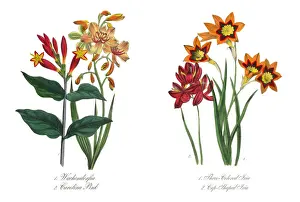 Three-Colored and Cup-Shaped Ixia Victorian Botanical Illustration