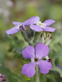 Crucifers Prints: Three-horned Stock -Matthiola tricuspidata