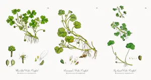 Crowfoot Prints: Three-lobed Water Crowfoot, Ranunculus tripartitus, Victorian Botanical Illustration, 1863