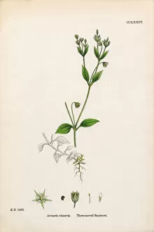 Images Dated 20th February 2017: Three-nerved Sandwort, Arenaria Trinervis, Victorian Botanical Illustration, 1863