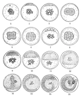 Sketch Prints: The three-spined stickleback (Gasterosteus aculeatus) egg development