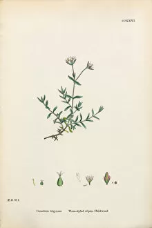 Images Dated 20th February 2017: Three-styled Alpine Chickweed, Cerastium Trigynum, Victorian Botanical Illustration, 1863