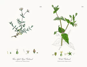 Images Dated 30th November 2017: Three-styled Alpine Chickweed, Cerastium Trigynum, Victorian Botanical Illustration, 1863