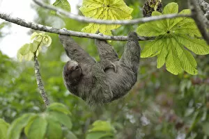 Images Dated 26th September 2017: Three-toed Sloth