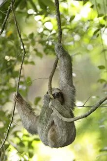 Images Dated 16th April 2017: Three-toed Sloth