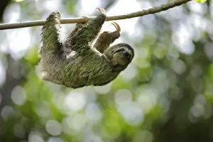 Three-toed Sloth