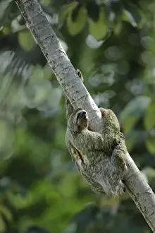 Three-toed Sloth
