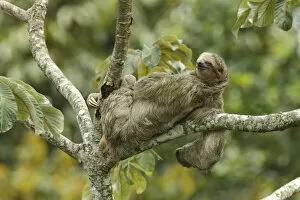 Images Dated 17th June 2015: Three-toed sloth