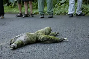 Three-toed Sloth