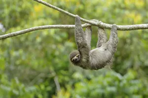 Images Dated 6th November 2015: Three-toed Sloth (Bradypus variegatus)