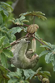 Images Dated 21st September 2016: Three-toed Sloth (Bradypus variegatus) on cecropia tree