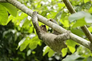 Images Dated 21st April 2016: Three-toed Sloth (Bradypus variegatus) descending from tree