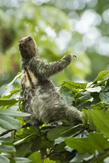 Three-toed Sloth (Bradypus variegatus) on cecropia tree