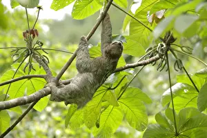 Three-toed Sloth (Bradypus variegatus) on cecropia tree
