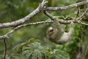 Three-toed Sloth (Bradypus variegatus) on cecropia tree