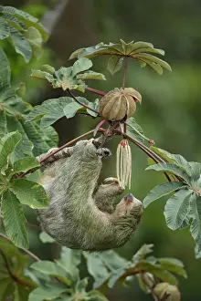 Three-toed Sloth (Bradypus variegatus) on cecropia tree