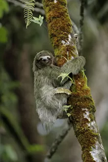 Images Dated 13th September 2017: Three-toed Sloth on cecropia tree