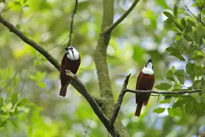 Three-wattled Bellbird