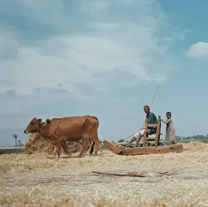 Huty25366 Prints: Threshing Wheat In Egypt