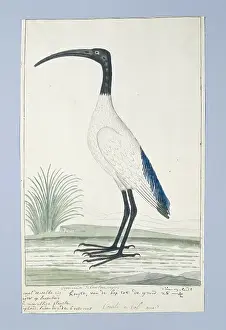Dutch Prints: Threskiornis Aethiopicus (African Sacred Ibis)