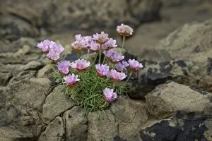 Images Dated 9th June 2013: Thrift, Sea Thrift or Sea Pink -Armeria maritima- flowering, on rocks, Suouroy, Faroe Islands