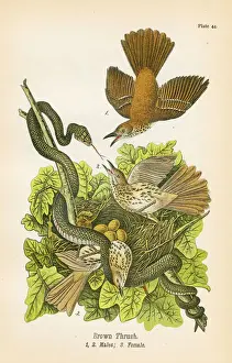 Nest Prints: Thrush bird lithograph 1890