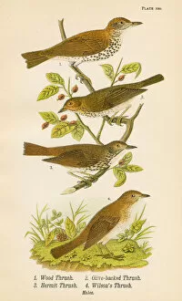 Images Dated 19th May 2017: Thrush bird lithograph 1890