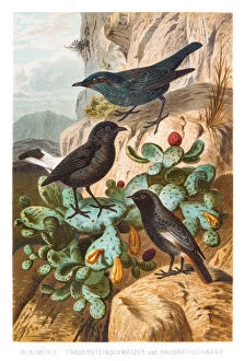 Images Dated 5th July 2015: Thrush flycatcher redstart birds illustration 1882