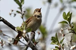 Thrush Nightingale -Luscinia luscinia-, male, singing on territory, Mecklenburg-Western Pomerania, Germany
