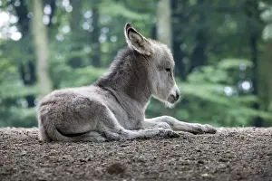 Lying Prints: Thuringian Forest Donkey (Equus asinus)