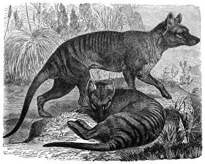 Top Sellers - Art Prints Gallery: Thylacinus cynocephalus (Tasmanian Tiger, Tasmanian Wolf, Thylacine)