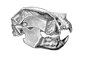 Thylacoleo carnifex, had the strongest bite of any mammal species, living or extinct, also known as the marsupial lion, is an extinct species of carnivorous marsupial mammal that lived in Australia from the early to the late Pleistocene
