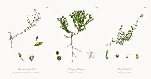 Thyme Leaved Sandwort Prints: Thyme-leaved Sandwort, Arenaria Serpyllifolia, Victorian Botanical Illustration, 1863