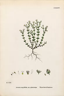 Images Dated 20th February 2017: Thyme-leaved Sandwort, Arenaria Serpyllifolia, Victorian Botanical Illustration, 1863