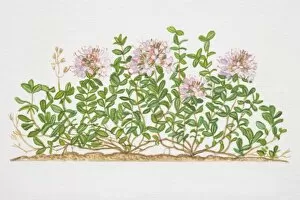 Plant Stem Gallery: Thymus serpyllum, Creeping Wild Thyme plant