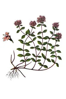 Thymus serpyllum, known by the common names of Breckland thyme, Breckland wild thyme