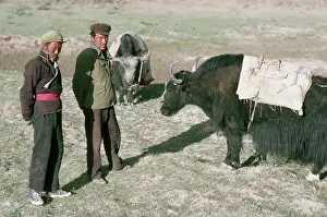 Lhasa Prints: Tibetan Farmers Stand in Field with Yaks
