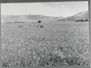 Lhasa Prints: Tibetan Farmers Traveling Through Field