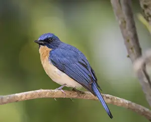 Tickells Blue Flycatcher