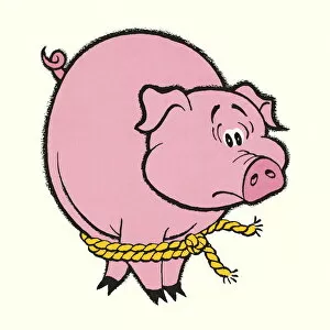 Images Dated 25th September 2012: Tied Up Pig
