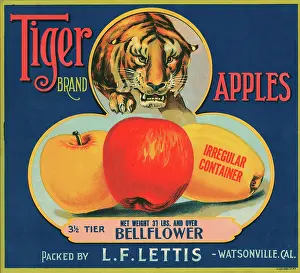 Apples Prints: Tiger Brand Apples