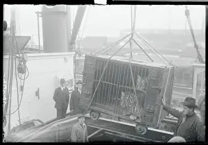 Tiger Cage Being Moved by Ropes