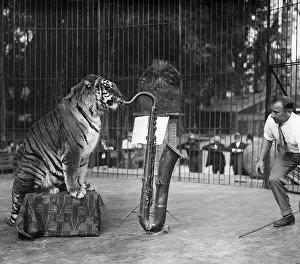 Strange Prints: Tiger in cage playing saxophone