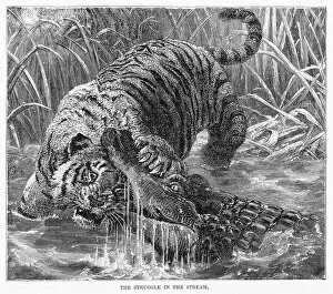 Fighting Gallery: Tiger and crocodile engraving 1894