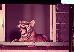 Tiger Cub in Cage Roaring