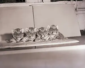 Tiger Prints: Tiger Cub Quadruplets at Bronx Zoo