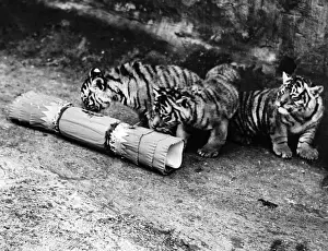 Suspicion Prints: Tiger Cubs