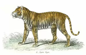 Images Dated 29th July 2016: Tiger engraving 1803