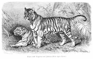 Images Dated 14th June 2015: Tiger engraving 1882