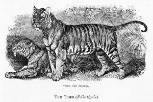 Images Dated 11th May 2017: Tiger engraving 1894